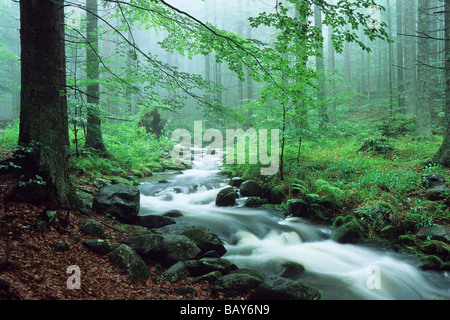 Kleine Ohe Creek im Laubwald, Bayerischer Wald Nationalpark, Bayern, Deutschland Stockfoto