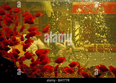 Goldfisch Aquarium, Restaurant in Hangkou, Fengshui, China Stockfoto