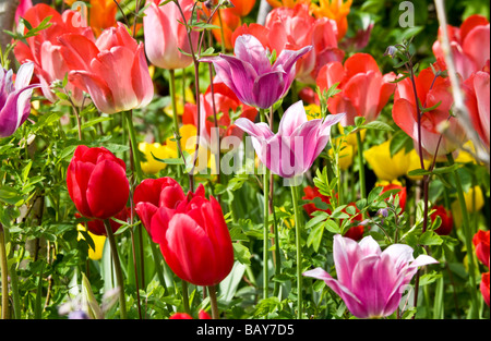 Viele verschiedene Sorten von bunten Tulpen in eine Grenze bei Abbey House Gärten Malmesbury Wiltshire England UK Stockfoto