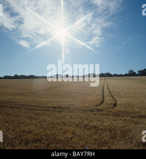 Blick über Reife Gerste in Richtung der Sonne hervorgehoben durch einen Starburst-filter Stockfoto