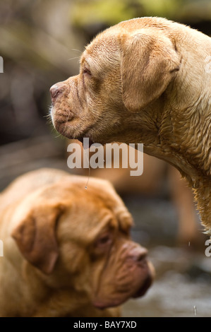 De Bordeaux Dogge große schwere Dogge Hund zuerst in Frankreich für die Bewachung und Wildschweinjagd und Bären verwendet. Stockfoto