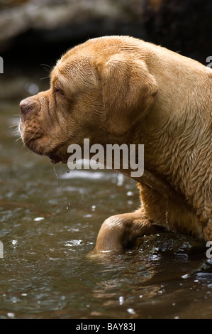 De Bordeaux Dogge große schwere Dogge Hund zuerst in Frankreich für die Bewachung und Wildschweinjagd und Bären verwendet. Stockfoto