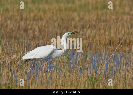 Porträt der Silberreiher (Casmerodius Albus) Stockfoto