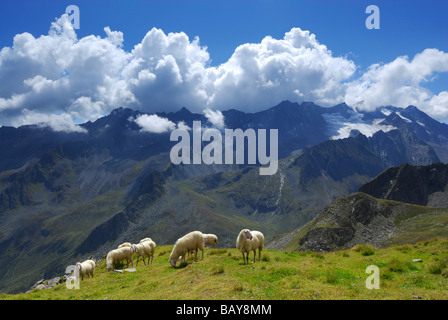 Schafherde auf der grünen Wiese, Ruderhofspitze im Hintergrund, Stubaier Alpen Palette, Stubai, Tirol, Österreich Stockfoto
