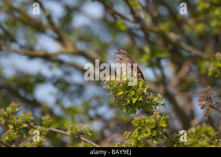 Ein singender Hedge Sparrow oder Heckenbraunelle Prunella modularis Stockfoto