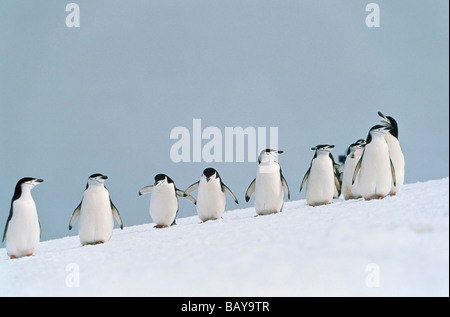 Kinnriemen Pinguine, Pygoscelis Antarctica, Antarktis Stockfoto