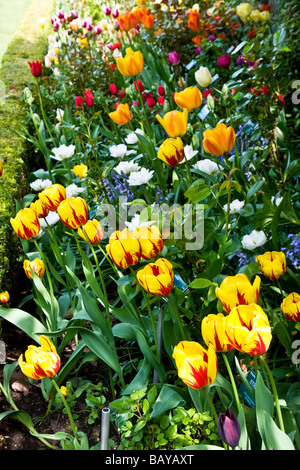 Tulpen im Abbey House Gärten Malmesbury Wiltshire England UK mit Tulipa gestreiften Bellona im Vordergrund in leuchtenden Farben Stockfoto