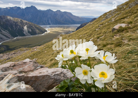 Mt Cook Lily Ranunculus Lyallii Mt Cook Aoraki National Park Südinsel Neuseeland Stockfoto