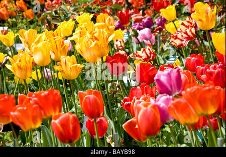 Viele verschiedene Sorten von bunten Tulpen in eine Grenze bei Abbey House Gärten Malmesbury Wiltshire England UK Stockfoto