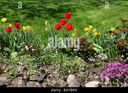 Tulpe-Grenze zu einem Kentish Garten Kent UK Stockfoto