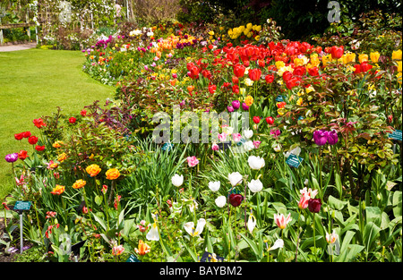 Viele verschiedene Sorten von bunten Tulpen in eine Grenze bei Abbey House Gärten Malmesbury Wiltshire England UK Stockfoto