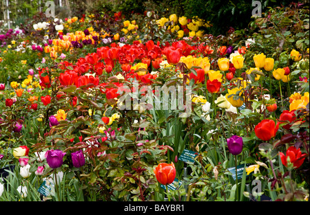 Viele verschiedene Sorten von bunten Tulpen in eine Grenze bei Abbey House Gärten Malmesbury Wiltshire England UK Stockfoto