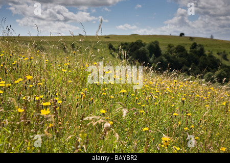 Blick auf das Meon Valley und den South Downs aus alten Winchester Hill, Hampshire, UK Stockfoto