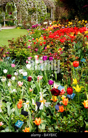 Viele verschiedene Sorten von bunten Tulpen in eine Grenze bei Abbey House Gärten Malmesbury Wiltshire England UK Stockfoto