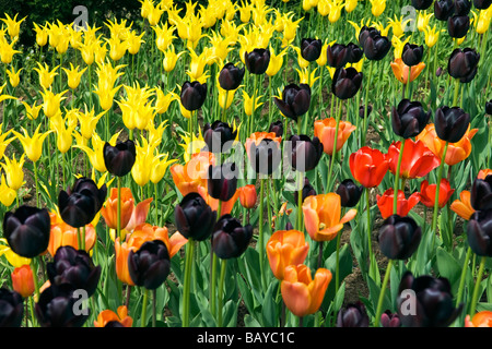 Lebendige Grenze Anzeige der Tulpen Stockfoto