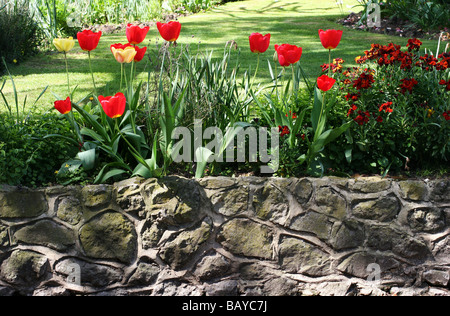 Tulpe-Grenze zu einem Kentish Garten Kent UK Stockfoto