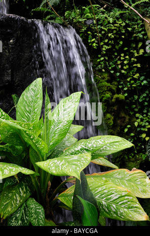 Pflanzen wachsen rund um einen Wasserfall in unzähligen botanischen Garten Wintergarten, Oklahoma City Stockfoto