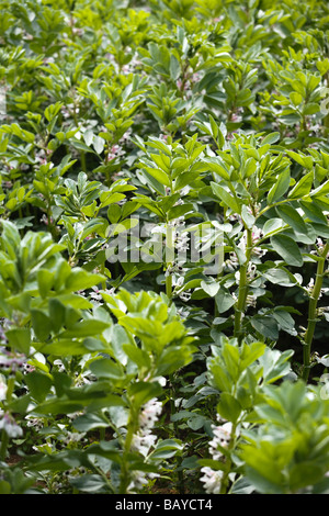 Eine Broadbean Ernte in Blume, TRIVIALNAME: Broadbean lateinischer NAME: Vicia Faba Stockfoto