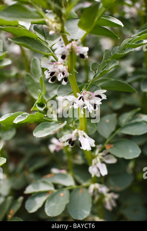 Eine Broadbean Ernte in Blume, TRIVIALNAME: Broadbean lateinischer NAME: Vicia Faba Stockfoto