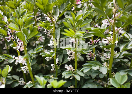 Eine Broadbean Ernte in Blume, TRIVIALNAME: Broadbean lateinischer NAME: Vicia Faba Stockfoto