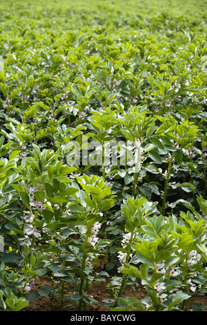 Eine Broadbean Ernte in Blume, TRIVIALNAME: Broadbean lateinischer NAME: Vicia Faba Stockfoto