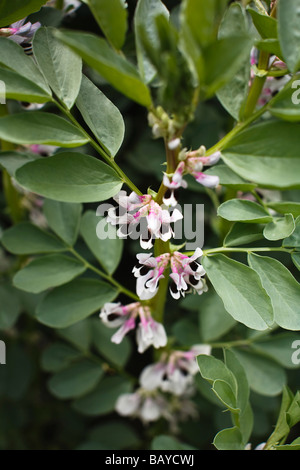 Eine Broadbean Ernte in Blume, TRIVIALNAME: Broadbean lateinischer NAME: Vicia Faba Stockfoto