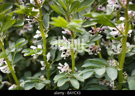 Eine Broadbean Ernte in Blume, TRIVIALNAME: Broadbean lateinischer NAME: Vicia Faba Stockfoto