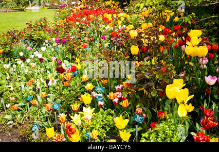 Viele verschiedene Sorten von bunten Tulpen in eine Grenze bei Abbey House Gärten Malmesbury Wiltshire England UK Stockfoto