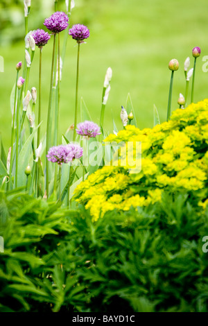 Blick durch ein Blumenbeet oder einen Rahmen mit lila aliums Stockfoto