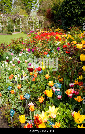 Viele verschiedene Sorten von bunten Tulpen in eine Grenze bei Abbey House Gärten Malmesbury Wiltshire England UK Stockfoto