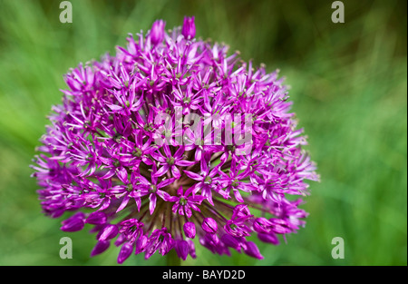 Nahaufnahme einer Blüte lila allium Stockfoto