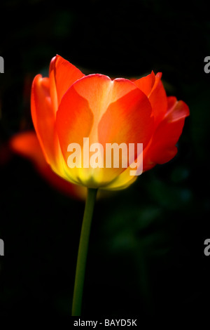 Nahaufnahme einer einzigen Hintergrundbeleuchtung orange rote und gelbe Tulpe vor einem dunklen Hintergrund, Darwin Hybrid Tulipa "Gudoshnik" Stockfoto