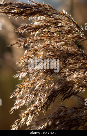 Gemeinsamen Schilf Phragmites australis Stockfoto