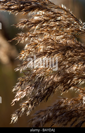 Gemeinsamen Schilf Phragmites australis Stockfoto