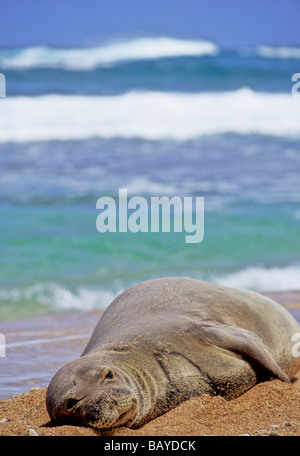 Hawaiianische Mönchsrobbe liegt am Strand auf Kauai Stockfoto