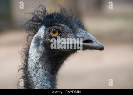 Emu Profil auf, Nahaufnahme, Porträt von Kopf Stockfoto