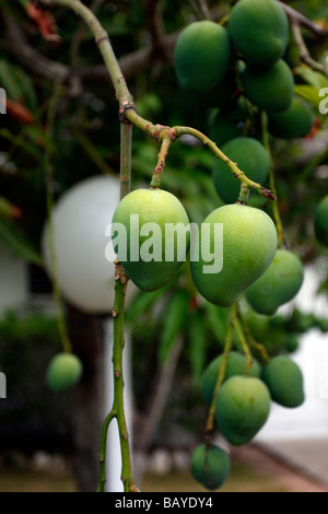 Mangos an Rebstöcken Stockfoto