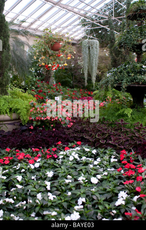 Blumen und Pflanzen im Wintergarten Gewächshaus in Fitzroy Gardens Melbourne Victoria Australien Stockfoto