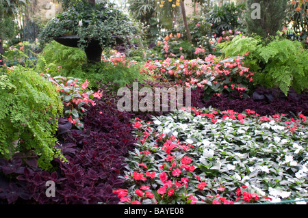 Blumen und Pflanzen im Wintergarten Gewächshaus in Fitzroy Gardens Melbourne Victoria Australien Stockfoto