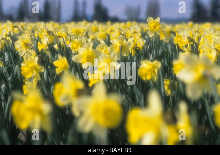 Bereich der Narzissen auf einen hellen sonnigen Nachmittag Mount Vernon Washington State USA Stockfoto
