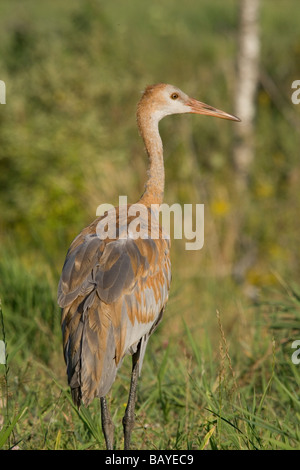 Juvenile Sandhill Kran Stockfoto