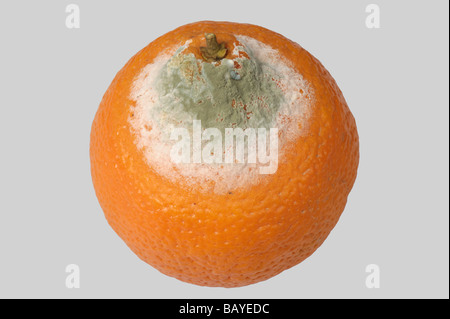 Grüner Schimmel Penicillium Digitatum Lagerung Fruchtfäule auf eine orange Stockfoto