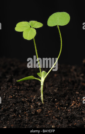 Rotklee Trifolium Pratense Sämling Pflanze Keimblätter und zwei Laubblätter Stockfoto