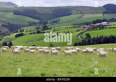 Hill Schafe weiden auf Feld in ländlichen Hanglage mit Bauernhof im Hintergrund Stockfoto