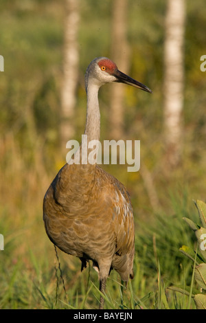 Erwachsenen Sandhill Kran Stockfoto