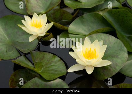 Gelbes Wasser Lilles am Teich - Nahaufnahme Stockfoto
