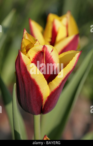 Tulpe Gavota in einem Garten Cheshire England Stockfoto