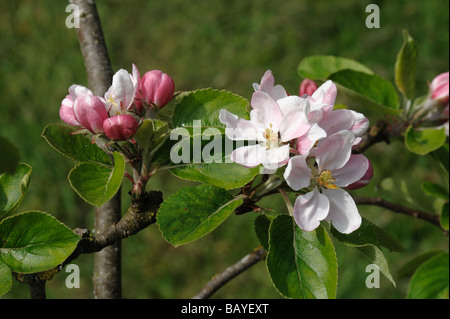 Blüte und rosa Knospe Cluster Apfelsorte James Grieve Stockfoto