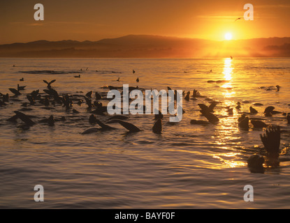Kalifornien Seelöwen rafting im Monterey Bay, Kalifornien Stockfoto