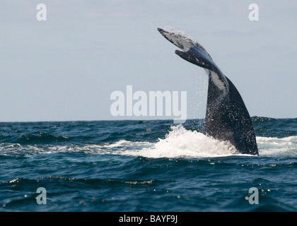 Die Fluke eines Buckelwal in Banderas Bay, Mexiko. Stockfoto